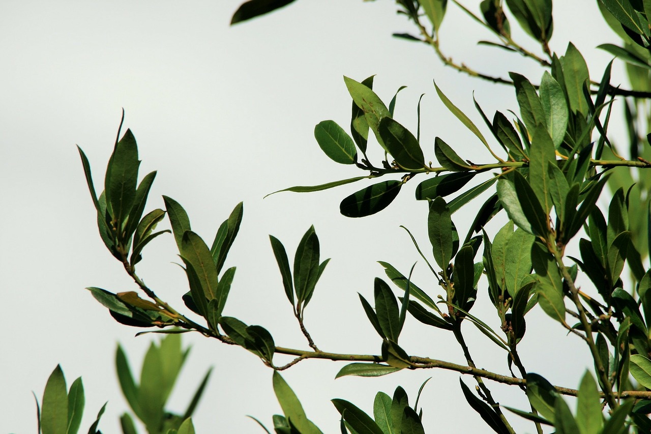 Laurier Rotundifolia