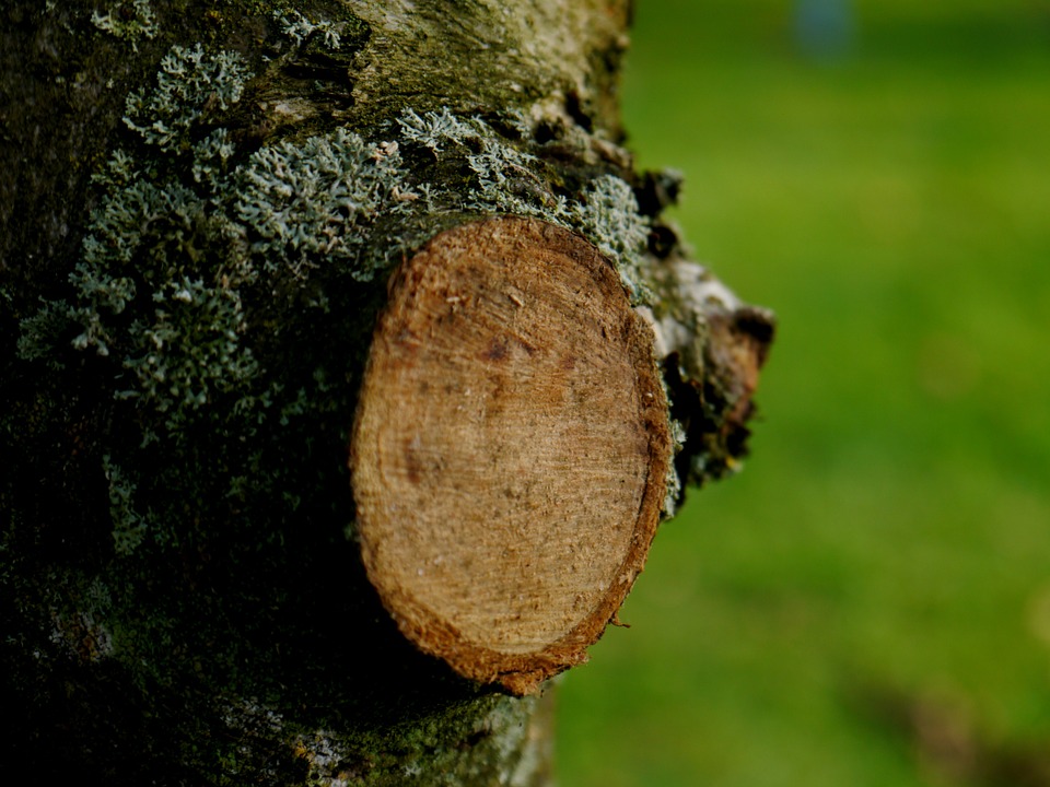 bomen snoeien