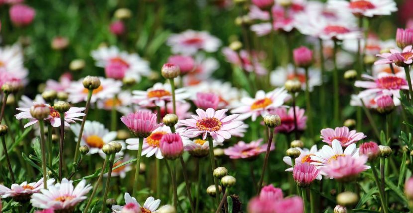 tuin opfleuren