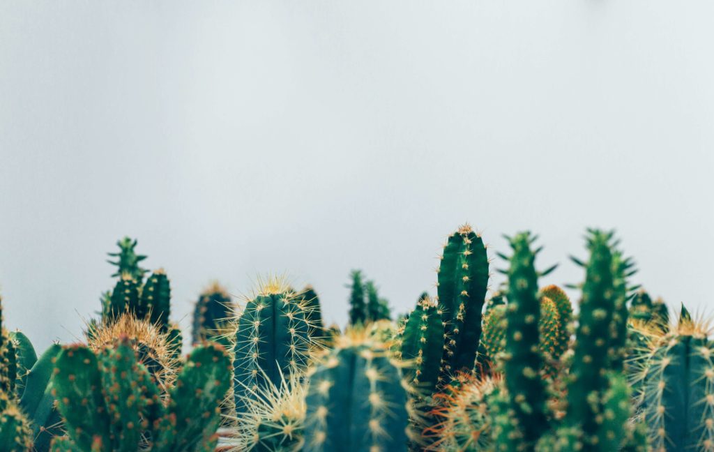 cactus